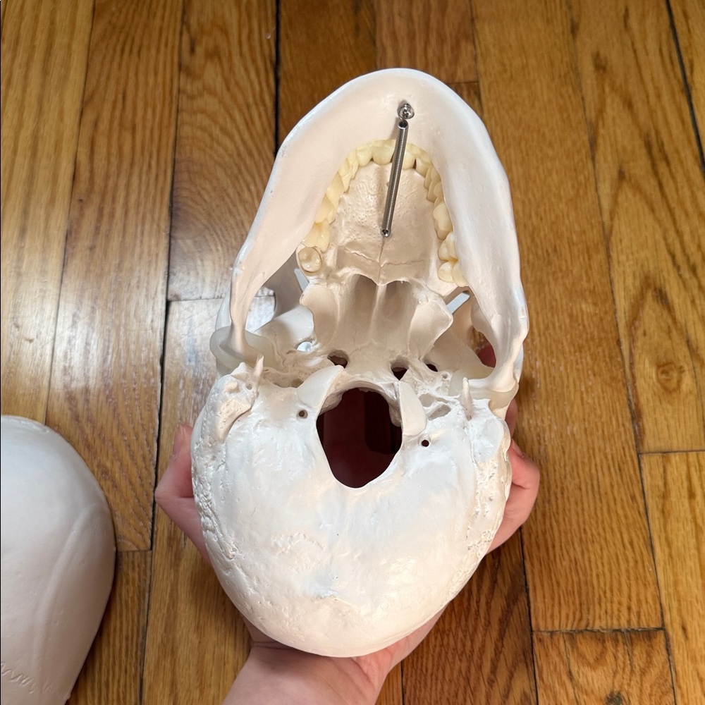 Anatomy Skull Study Model - Picture 3 of 3